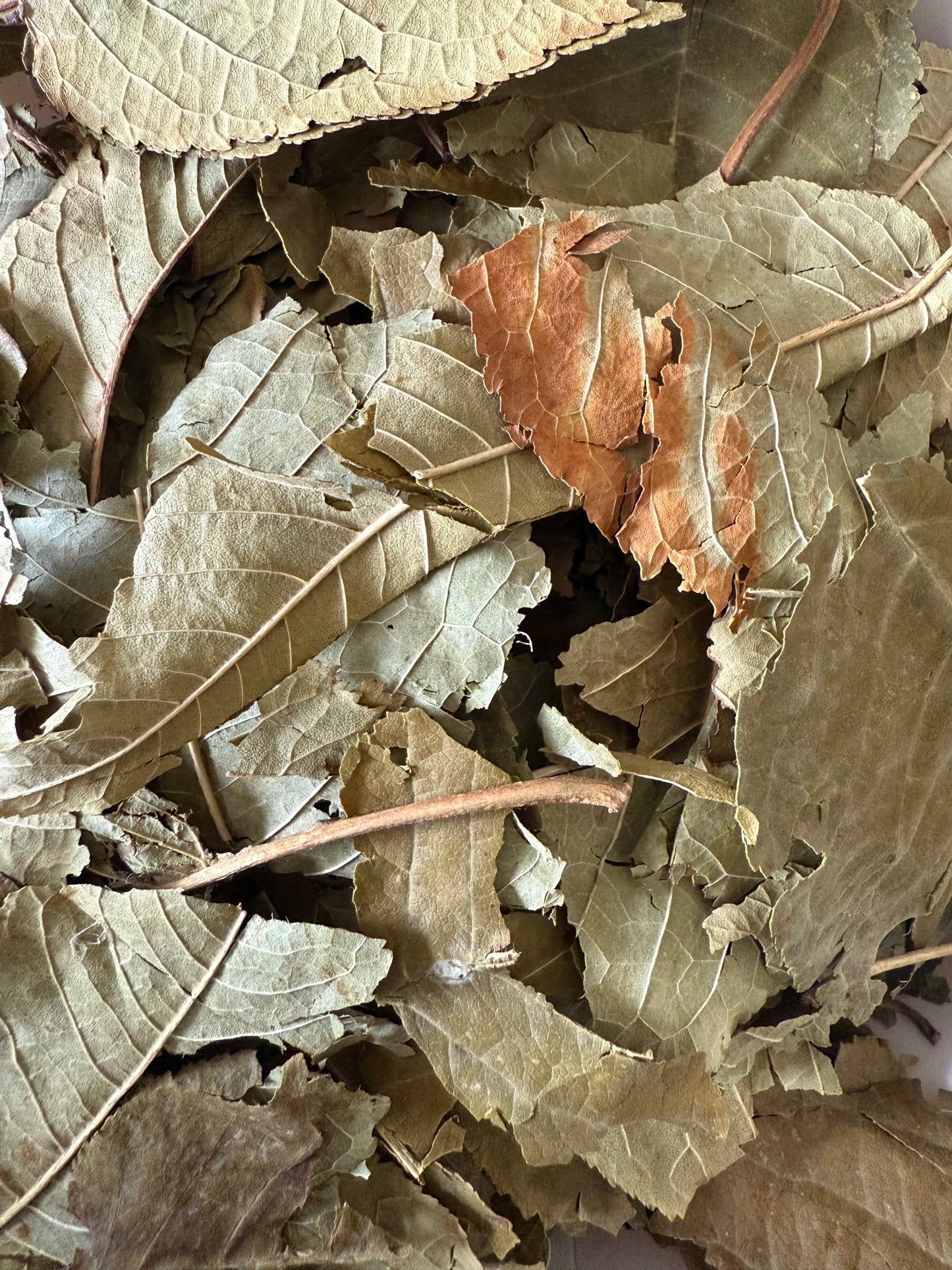 Feuilles de cerisier