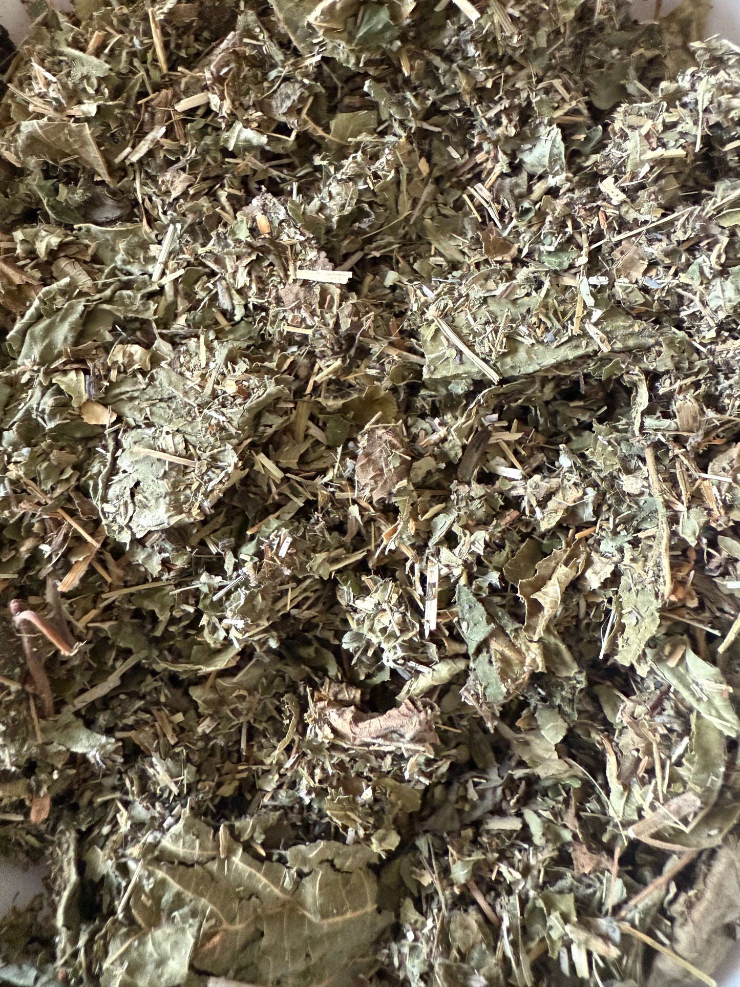 Feuilles de noisetiers