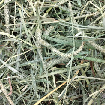 Foin de Timothy (Fléoles des près)